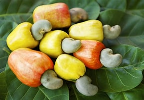 Cashew product 1